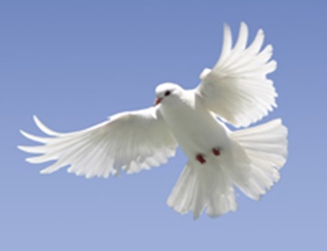 dove-istock-masonry Image of white dove for peace. Photo courtesy iStock.