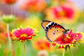 Butterfly lands on a flower. Image courtesy of pexels.com.
