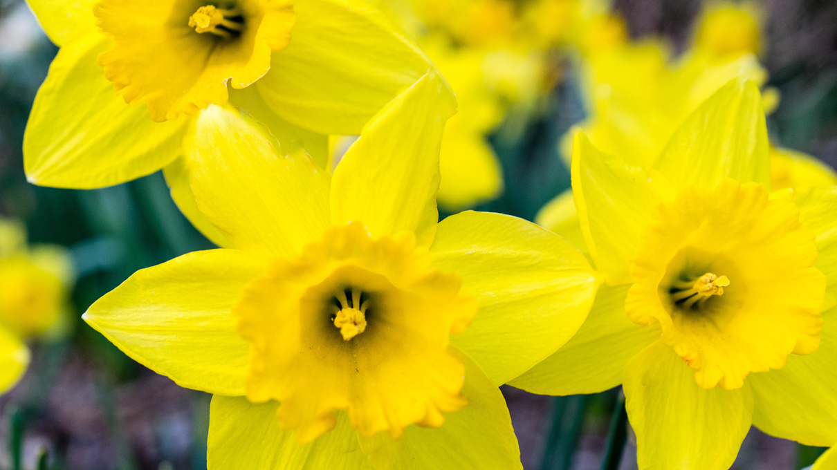 Daffodils bloom in a field. Image courtesy of pexels.com.
