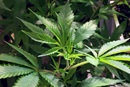 The church recognizes that marijuana may have medical benefits for some conditions. Photo by Jennifer Martin, Wikimedia Commons.