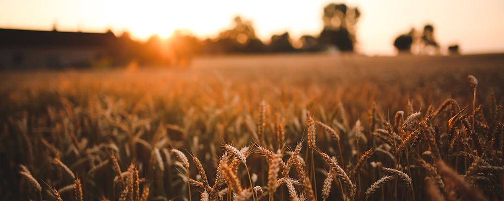 Image of wheat blowing in a field for the Human Relations Day overview page