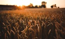 Image of wheat blowing in a field for the Human Relations Day overview page