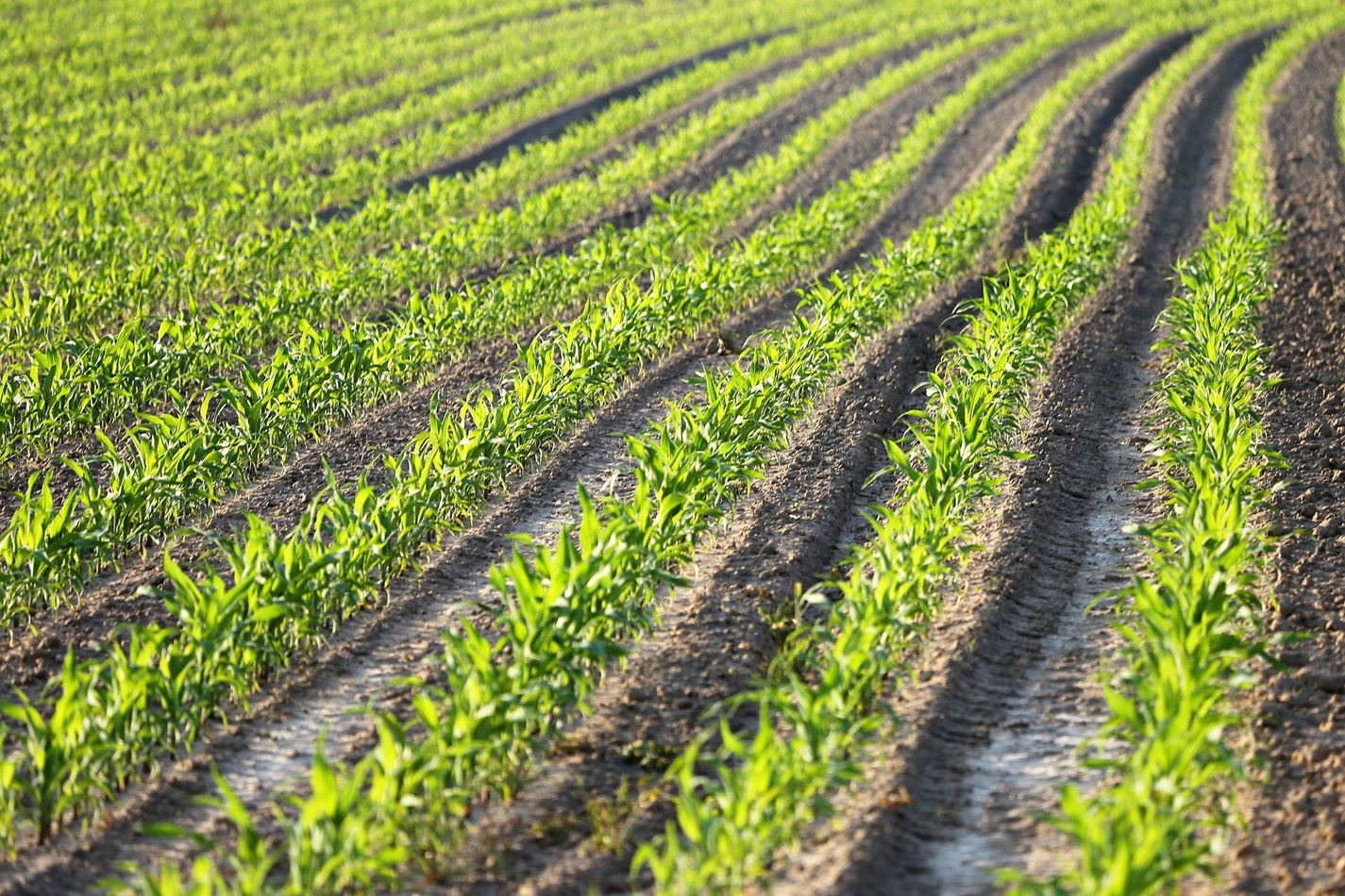 En tant que Dieu de la patate douce, de l’arachide et du soja, vous avez permis à George Washington Carver de découvrir leurs secrets en unissant foi et science, sagesse et savoir, curiosité et émerveillement. Image par Goran Horvat de Pixabay.