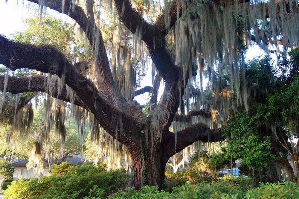 Scenic photo of Epworth by the Sea, the Christian retreat center in St. Simons Island, Ga. Photo by Diane Degnan, United Methodist Communications.