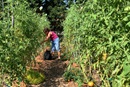 A volunteer picks tomatoes at the Concord United Methodist community garden