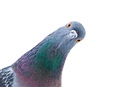 Pigeons go where they want. Is that a fair metaphor for understanding the Holy Spirit?