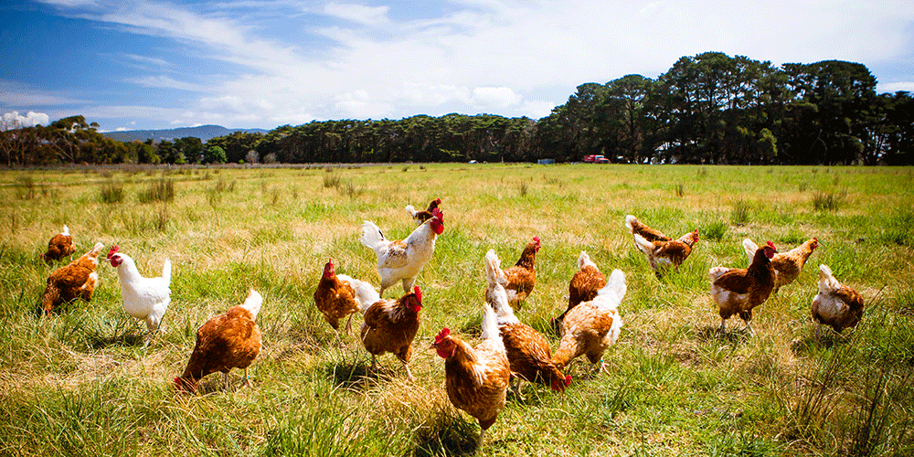 Chickens In A Field - stock photo. A flock of chickens roam freely in a lush green paddock near Clarkefield in Victoria, Australia