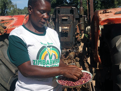 Esnath Arichara, Nyadire Mission farm manager, shows off threshed sugar beans harvested from a 2-hectare plot at the farm in Mutoko, Zimbabwe, in April. Arichara said she hopes to have year-round crop production through the use of irrigation. Photo by Kudzai Chingwe, UM News.