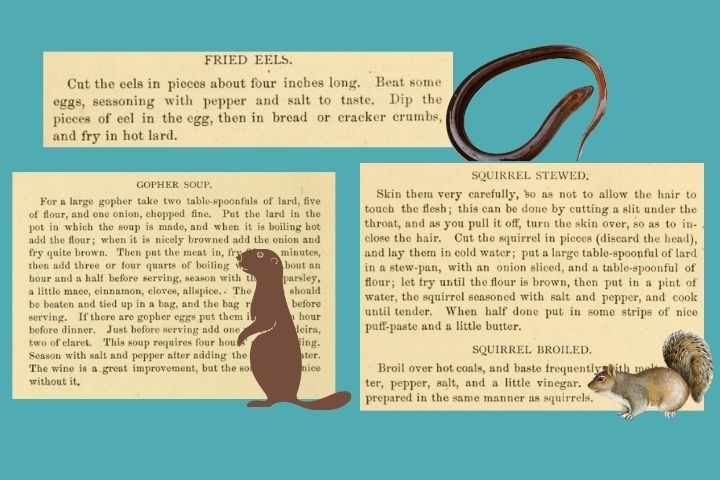 Recipes for eel gopher and  squirrel from the 1878 Gulf City Cookbook