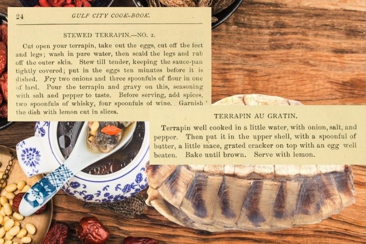 Recipe for turtle au gratin from the 1878 Gulf City Cookbook