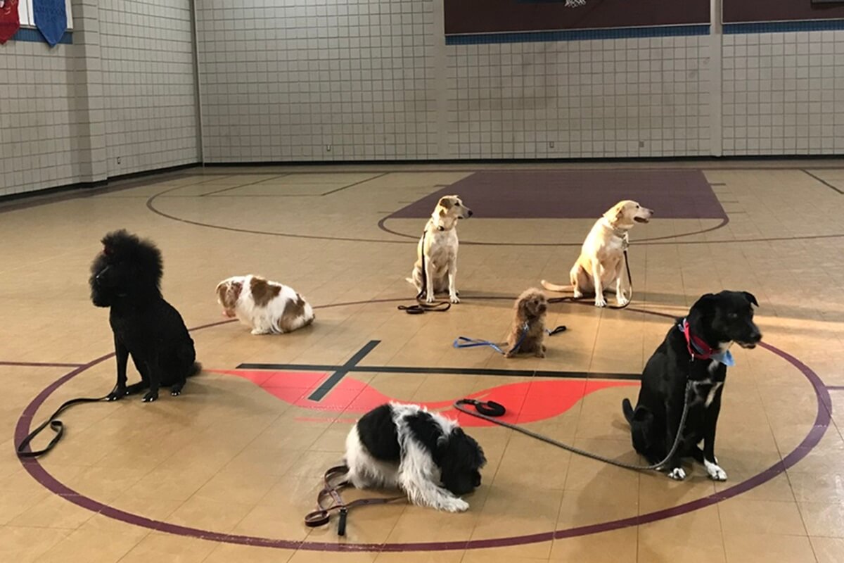 Dogs participate in therapy dog training at Pinnacle View United Methodist Church in Little Rock, Arkansas. Photo courtesy of the Community Pet Ministry at Pinnacle View UMC.