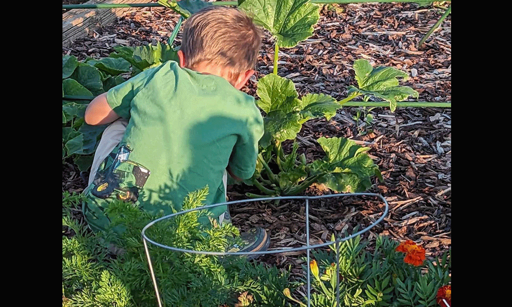 A young gardener helps out picking the produce at Grace UMC's community garden. Photo courtesy of Pastor John Britt.