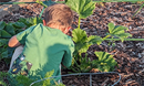 A young gardener helps out picking the produce at Grace UMC's community garden. Photo courtesy of Pastor John Britt.