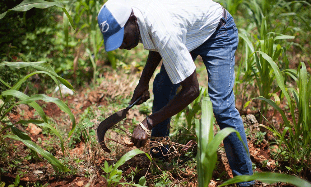 Jean Felix Delice helped set up a local development organization for farmers in the mountains of Léogane, Haiti.   Photo:  Sean Hawkey/Life on Earth Pictures